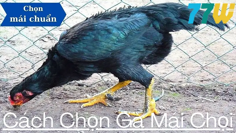 Chia sẻ cách chọn gà mái chọi tốt nhất