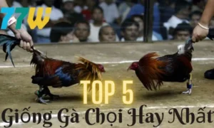 Top 5 giống gà chọi hay nhất thế giới